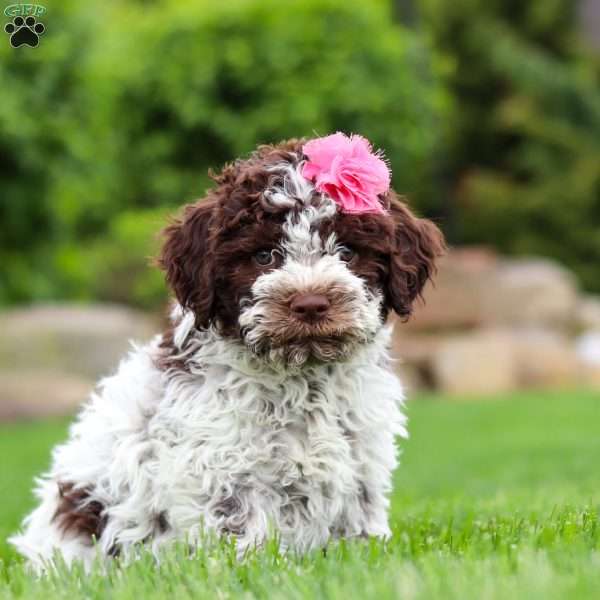 Penny, Lagotto Romagnolo Puppy